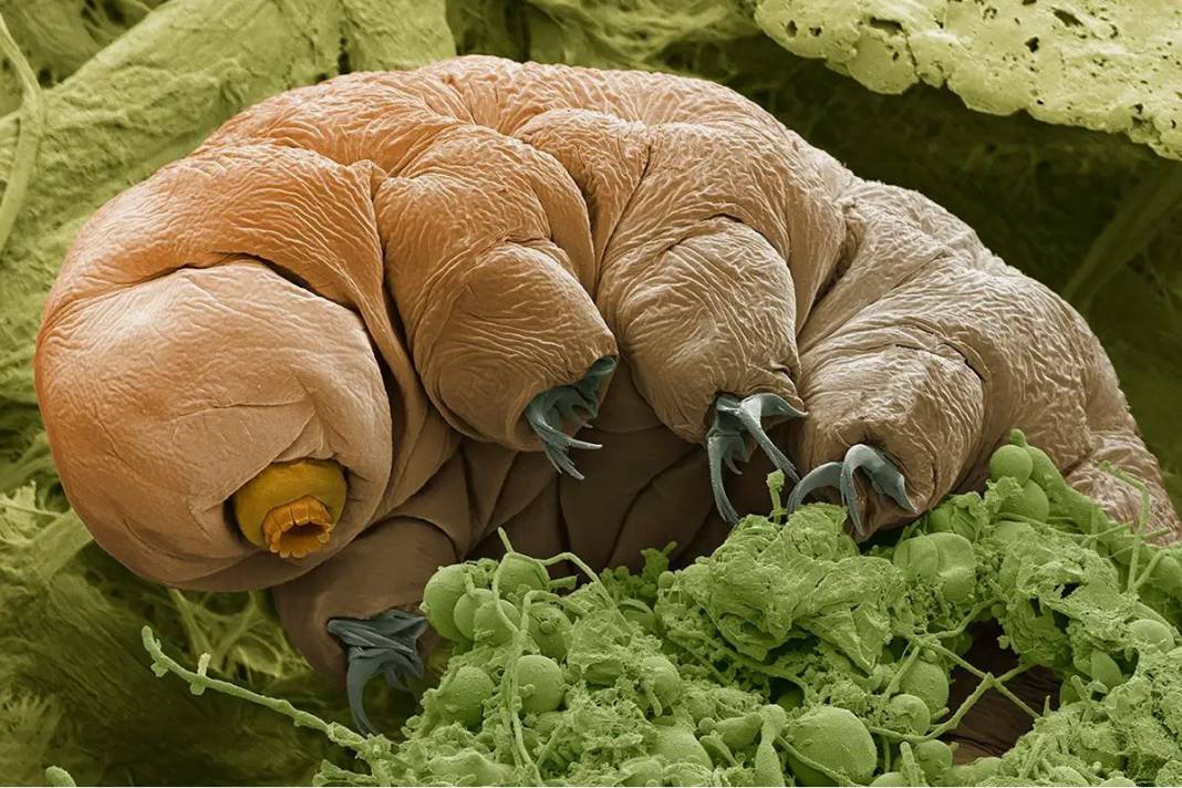 Tardigrad nedir? 18